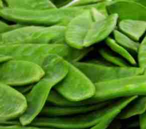 pois gourmand mange tout 